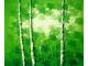 Obraz - Břízky zelená